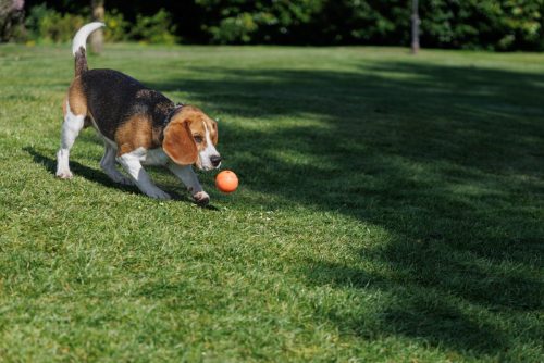 Beagle with Ball