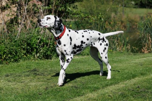 Dalmation