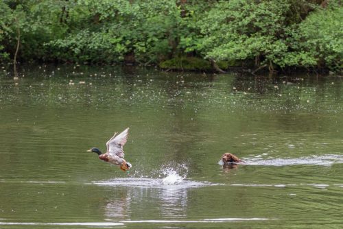 Dog chasing Ducks